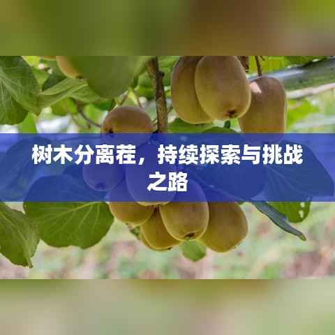树木分离茬，持续探索与挑战之路